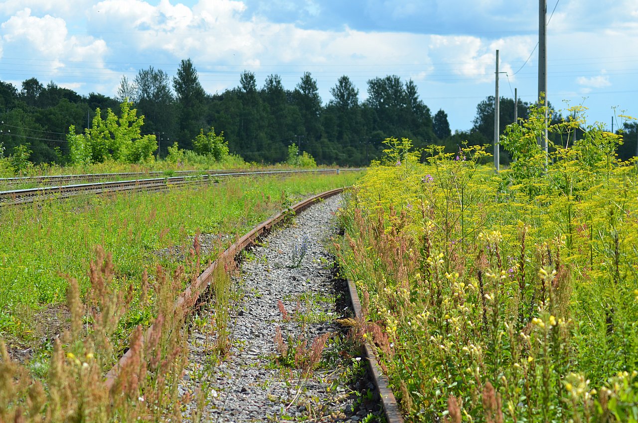 Придорожные травы. Железная дорога заросшая травой. Рельсы заросшие травой. Заросший путь.